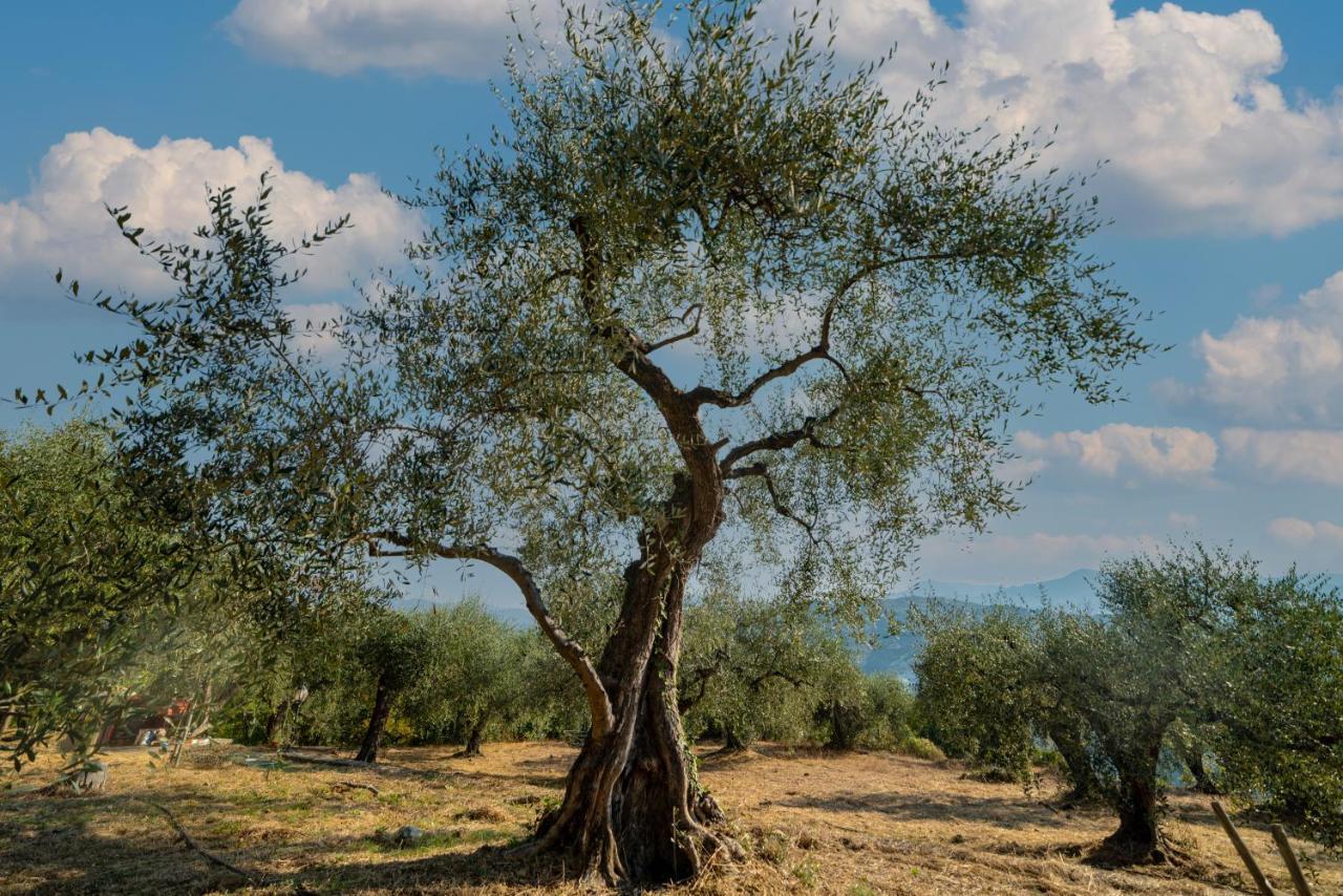 Casetta Maduneta Immersa In Un Oliveto Dolceacqua Exteriör bild